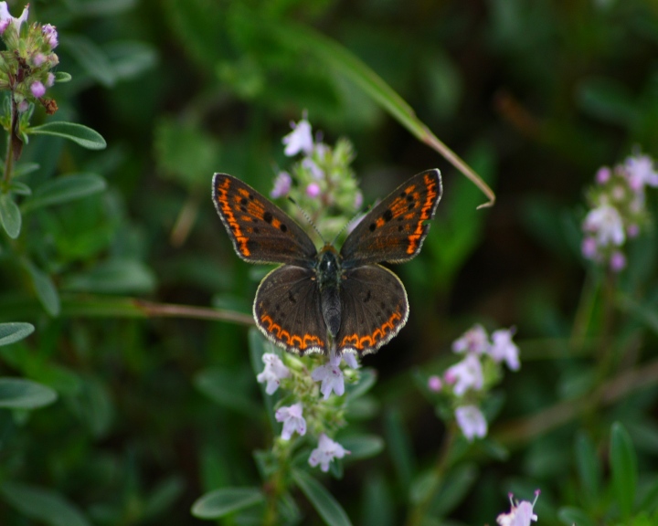 Lycaena tityrus femmina scura?